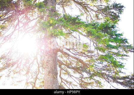 Sunset through pine tree branches Stock Photo