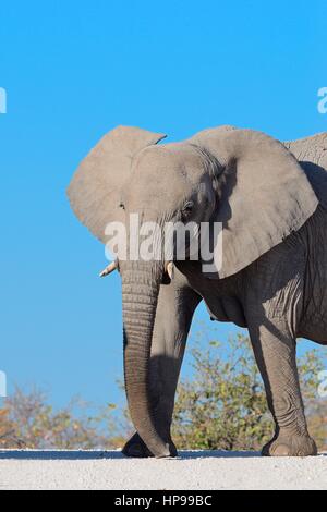 African bush elephant (Loxodonta africana), adult female on a dirt road, facing, Etosha National Park, Namibia, Africa Stock Photo