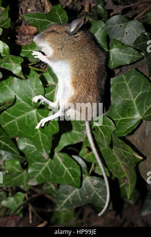 Dead Wood Mouse Apodemus sylvaticus Stock Photo