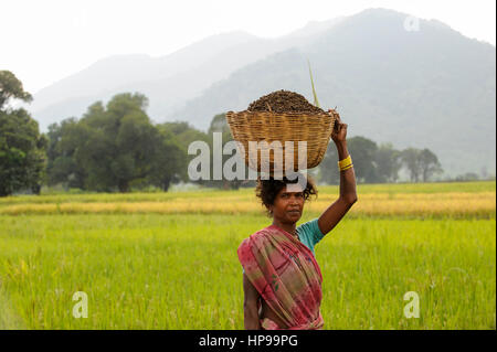 INDIA Odisha Orissa, Raygada, tribal village Bishnuguda, Dongria Kondh tribe, woman carry basket, the Dongria Kondh have resisted against a ore mining project of company Vedanta resources in their mountains Stock Photo