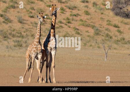 South African giraffes (Giraffa camelopardalis giraffa), two bulls in fighting position, Kgalagadi Transfrontier Park, Northern Cape, South Africa Stock Photo