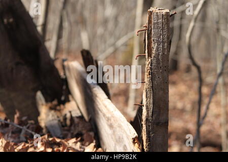 Closeup of rusty nails in a rotten piece of wood Stock Photo