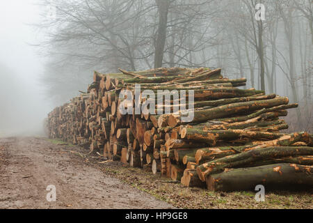 Foggy winter day in Friston Forest, South Downs National Park, East Sussex, England. Stock Photo