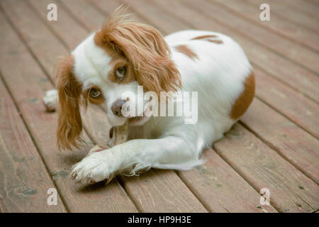 Mandy, a 7 month old Cavalier King Charles Spaniel, chewing on a bone while lying on our wood deck in Issaquah, WA Stock Photo