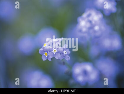Blaue Blueten Stock Photo