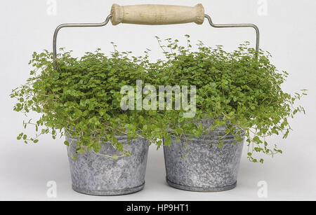 Zwei Bubikopf-Pflanzen in kleinen Blechtoepfen Stock Photo