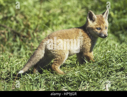Junger Fuchs Stock Photo