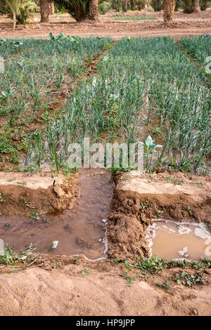 Merzouga, Morocco.  Irrigation Canal Carries Water to Farmers' Plot of Onions in the Merzouga Oasis. Stock Photo