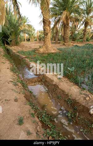 Merzouga, Morocco.  Irrigation Canal Carries Water to Farmers' Plot of Onions in the Merzouga Oasis. Stock Photo