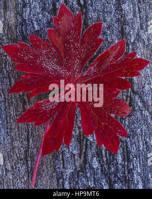 Rotes Herbstblatt Staudengeranie Stock Photo Alamy