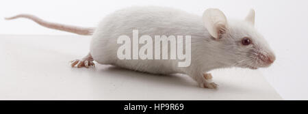Weisse Maus Stock Photo
