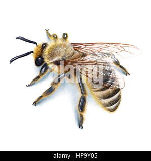 Bee illustration, watercolour, drawing, ink, realistic Stock Photo