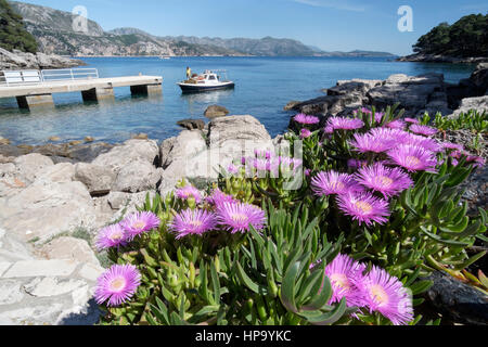 Ice Plant (Sedum Spectabile) and main jetty on Lokrum Island, near Dubrovnik, Croatia Stock Photo