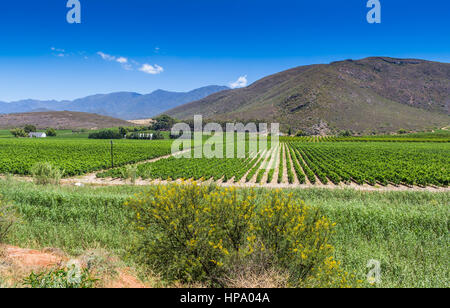 Vineyard of grape vines close to Montague, Western Cape in South Africa Stock Photo