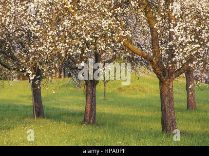 Bluehende Obstbaeume auf Wiese Stock Photo