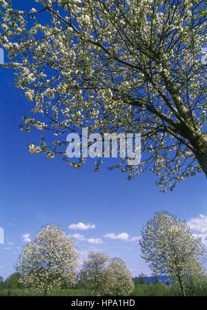 Bluehende Baeume im Fruehling Stock Photo