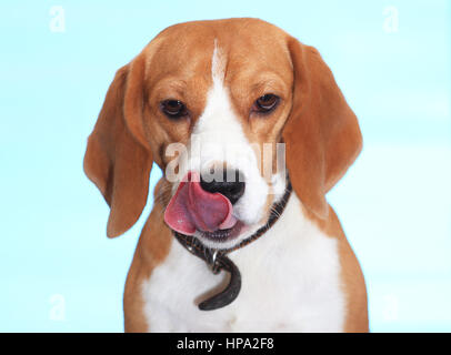 Dog close-up on blue background. Beagle licking nose isolated on blue backdrop. Beagle dog portrait. Stock Photo
