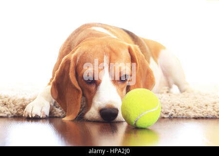 Tired dog on the floor. Tennis ball near tired beagle. Dog relax after training. Beagle after training isolated on white background. Stock Photo
