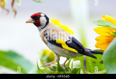 European goldfinch (Carduelis carduelis) sitting in sunflower thickets Stock Photo