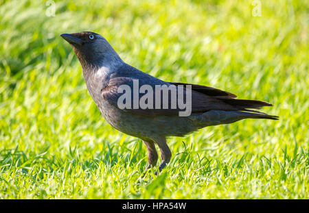 Eurasian (Western) jackdaw (Corvus monedula) on the fresh green grass background Stock Photo