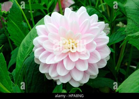 Dahlia Bracken Ballerina waterlily dahlia Stock Photo