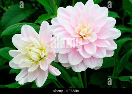 Dahlia Bracken Ballerina waterlily dahlia Stock Photo