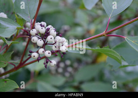 Red Osier Dogwood  (Cornus sericea (stolonifera)) Berries Stock Photo