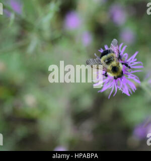 Closeup of Bumble Bee on Canada Thistle Flower Stock Photo