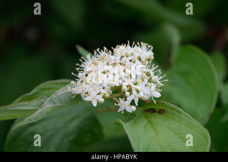 Red Osier Dogwood (Cornus sericea) Flower Detail Stock Photo