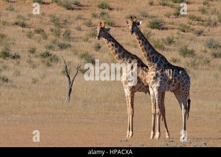 South African giraffes (Giraffa camelopardalis giraffa), two bulls in fighting position, Kgalagadi Transfrontier Park Stock Photo