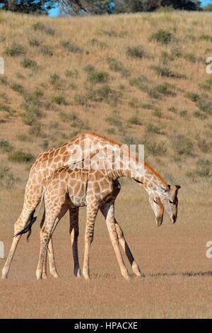 South African giraffes (Giraffa camelopardalis giraffa), two bulls fighting, Kgalagadi Transfrontier Park, Northern Cape Stock Photo