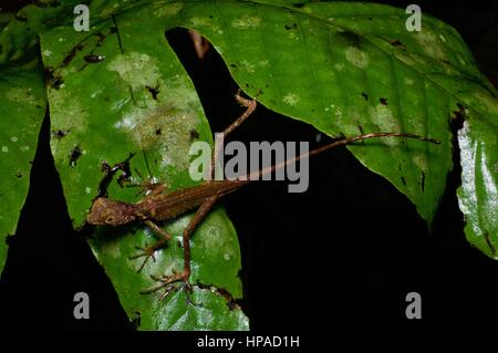 A Dusky Earless Agama (Aphaniotis fusca) straddling a leaf in the Malaysian rainforest at night Stock Photo