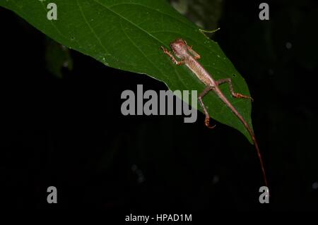 A Dusky Earless Agama (Aphaniotis fusca) straddling a leaf in the Malaysian rainforest at night Stock Photo