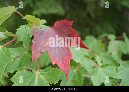 Red Maple (Acer rubrum) Tree Beginning to Show Fall Colors Stock Photo