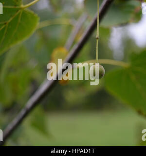Single Basswood (Tilia Americana) Seed Nutlet in Fall Stock Photo
