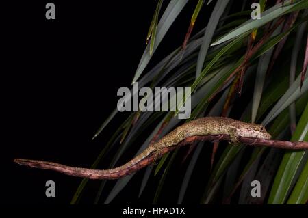 A Viserion's False Garden Lizard (Pseudocalotes viserion) sleeping on a thin branch at night in Genting Highlands, Malaysia Stock Photo