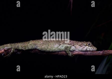 A Viserion's False Garden Lizard (Pseudocalotes viserion) sleeping on a thin branch at night in Genting Highlands, Malaysia Stock Photo