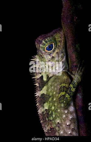 An adult male Blue-eyed Forest Lizard (Gonocephalus liogaster) in the forest at night in the Santubong Peninsula, Sarawak, East Malaysia, Borneo Stock Photo