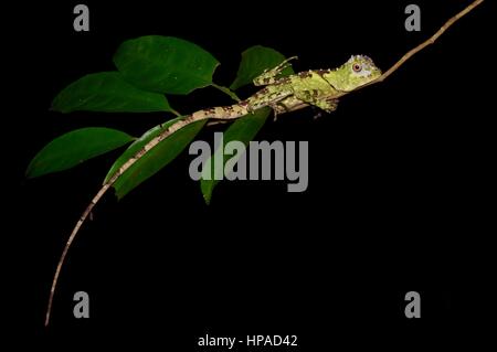 A Blue-eyed Forest Lizard (Gonocephalus liogaster) resting in the forest at night in the Santubong Peninsula, Sarawak, East Malaysia, Borneo Stock Photo