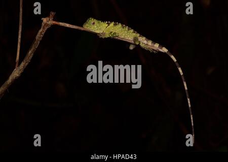 A Blue-eyed Forest Lizard (Gonocephalus liogaster) resting in the forest at night in the Santubong Peninsula, Sarawak, East Malaysia, Borneo Stock Photo