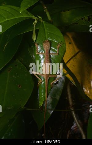 A Dusky Earless Agama (Aphaniotis fusca) sleeping on a leaf in the Malaysian rainforest at night Stock Photo