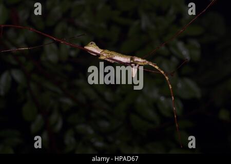 A young Bornean Anglehead Lizard (Gonocephalus borneensis) in the rainforest at night in Santubong, East Malaysia, Borneo Stock Photo