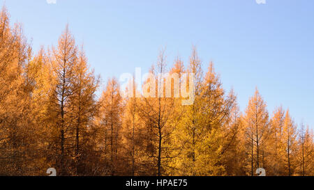 Tamarack (Larix laricina) Tree Showing Golden Fall Colors Stock Photo ...