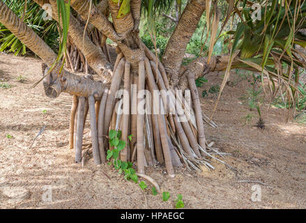 Roots of Gandjandjal (Pandanus Aquaticus) tree in Kings Park and Botanical Gardens, Perth, Western Australia Stock Photo