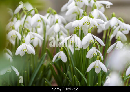 Clump of snowdrops Stock Photo