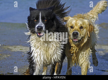 zwei Hunde springen durch Wasser Stock Photo