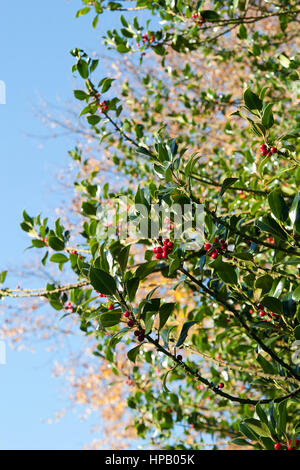 A holly tree with red berries against a blue sky in Winter Stock Photo