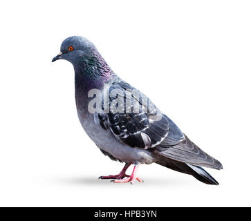 Gray pigeon dove isolated on a white background Stock Photo
