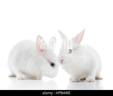 Two white rabbits isolated on a white background Stock Photo