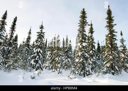 Trees winter, Northern Quebec Stock Photo